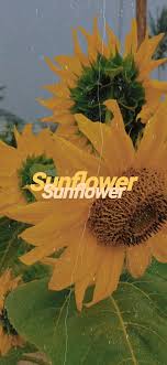 Sunflower Sunshine Sunflowerwallpaper Sun Tumblr Aesthetic Sunflower Wallpaper Yellow Quote Sunflower Wallpaper Iphone Wallpaper Sky Sunshine Wallpaper