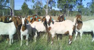 This sample farm business plan template can be of much help in pointing out at the required details that will help to establish procedures and processes for running a small farm business profitably. Goat Business Plan Pdf