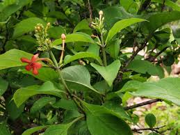 Image result for Ruspolia australis