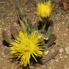 Image result for Hereroa glenensis