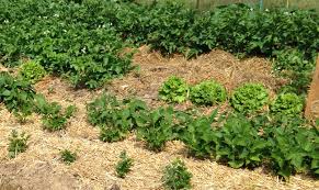 Ou trouver du paillage gratuit. Le Paillage Naturel Au Jardin Comment Faire Nos Conseils