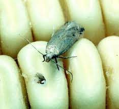 We describe dietary preferences, foraging behaviors, adaptations, and phylogenetic histories of primarily insectivorous: Storage Pests Infonet Biovision Home