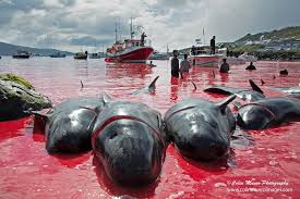 An average of 700 pilot whales and dolphins or more are slaughtered in the faroe islands every year. The Grind Is Campaigning For It To Stop Or Condemning It On Social Media Hypocritical Marine Bio Images Blog