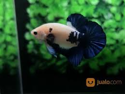 By thebluepaw, posted a few minutes ago blue panda. Ikan Cupang Hias Berkualitas Plakat Blue Rim Medan Jualo