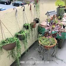 String of pearls is perennial flowering plant which is a direct competition to many trailing succulents including string of nickels ,string of turtles and string of dolphins. 7 Tips To Keep String Of Pearls Alive And Thriving Succulent Plant Care