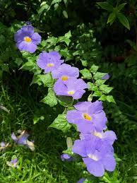 Image result for Thunbergia erecta