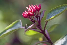 Image result for Clerodendrum fuscum