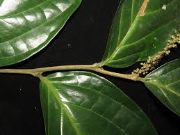 Image result for Pandaceae