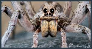 Dreams About Spiders What Does It Mean When You Dream About Spiders