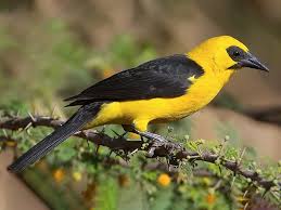 Image result for Syncolostemon oritrephes