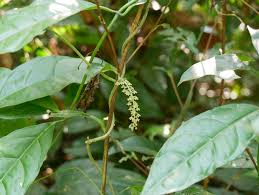 Image result for Icacinaceae