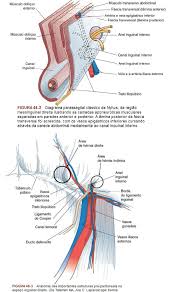 Hernias Abdominais Clinica Cirurgica