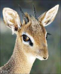 Pin By Piggiessqueaking On Unique Animals Hooved Animal Unique Animals Animals