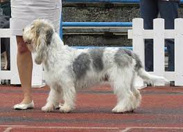 Image result for malý vendéeský hrubosrstý honič