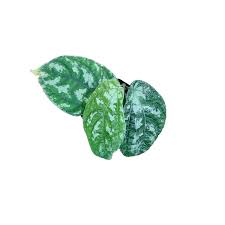 Image result for Elatostema monticola