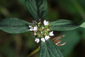 Image result for Spermacoce congensis