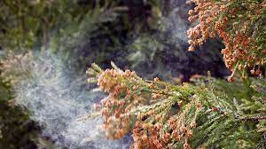 Another company had killed my lawn and pestbear brought it back. Petition Abc Pest And Lawn Kill All The Cedar Trees In Texas Change Org