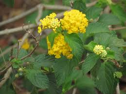 Image result for Lantana ukambensis