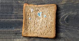 Is It Safe To Eat Moldy Bread