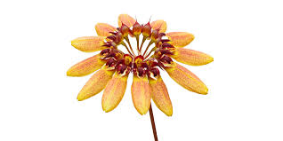 Image result for Bulbophyllum fuscum