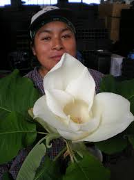 Image result for magnolia genia