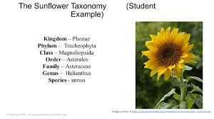 C Copyright All Rights Reserved Ppt Video Online Download