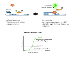 They will also tell you what you can. Coronavirus Testing How Does It Work Research Department Of Biochemistry University Of Otago New Zealand