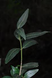 Image result for Pleurostylia capensis