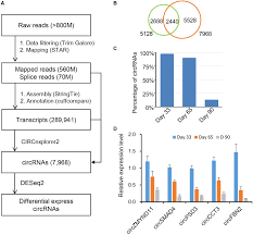 frontiers genome wide analysis of circular rnas mediated