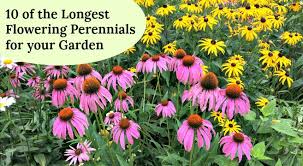 Hardy perennials are those that can take a freeze and come back for at least three seasons. 10 Of The Longest Flowering Perennials For Your Garden