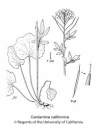 Image result for Cardamine obliqua