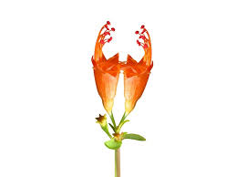 Image result for Woodfordia