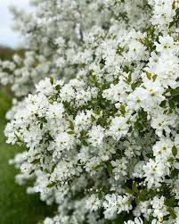 Image result for Exochorda