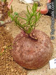 Image result for Ipomoea turbinata