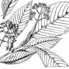 Image result for Psychotria vogeliana