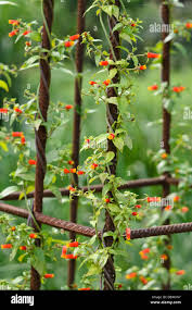 Image result for Manettia