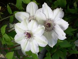 Image result for Clematis commutata