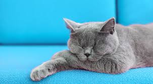 Kucing biasanya akan sibuk menggaru & menjilat bulunya. Lioncut Perlu Atau Tidak