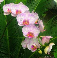 Image result for Diaphananthe fragrantissima