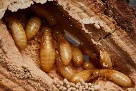 ‫سمپاشی موریانه – شرکت سمپاشی ایده گلشن ...‬‎