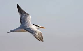 Image result for Monotes elegans