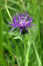 Image result for Austrosynotis