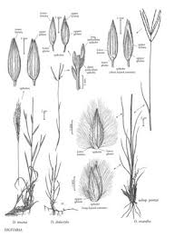 Image result for Digitaria complanata