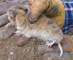 Pocket Gopher Protocols Prairie Dog Pals