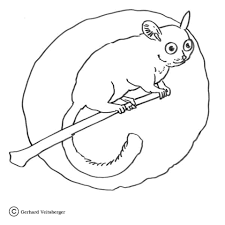 Choose between pdf or jpeg and color ahead! Lemur Oncopac Free Print And Color Online