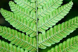 Image result for Ctenitis