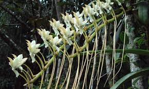 Image result for Habenaria livingstoniana