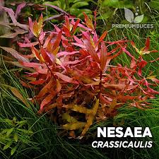 Image result for Nesaea
