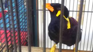 Burung gembala kerbau jungle myna ( tips penjagaan & penjinakan ). Assalamu Alaiikuuum Banyak2 Pet Bird Talking By Arifin Abdul Latif