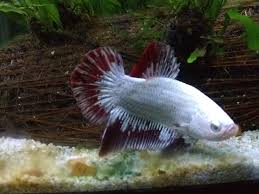 My silver/red dragon half moon king betta. Betta Fish Sight Impaired Platinum Dragon Hmpk Masamune Flake Food